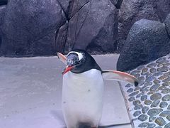 -暹罗海洋世界