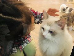 -酷豆宠物咖啡·宠物美食·撸猫馆