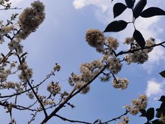 -樱桃山旅游景区