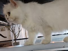 -松果猫咖(桐乡吾悦金街店)