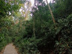 景点-西双版纳原始森林公园
