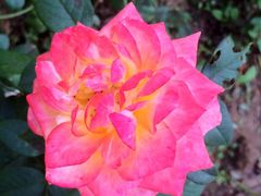 iphone_upload_pic-武汉紫薇都市田园