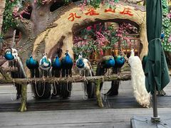 -西双版纳原始森林公园