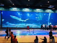 -烟台海昌鲸鲨海洋公园