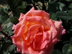 -人民公园(罗湖区)