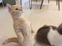 -IYO矮哟猫主题休闲馆·猫咖(南山店)