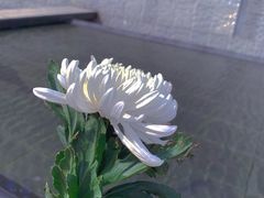 -侵华日军南京大屠杀遇难同胞纪念馆