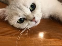 -猫小院猫主题餐厅(三里屯店)