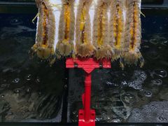 正宗台山野生黄油赖尿虾-蚝专家(北滘店)