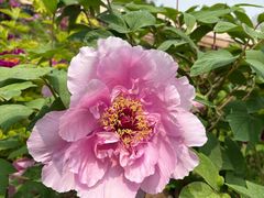 -震九州熟食(凯旋路店)