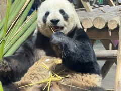 -栾川竹海野生动物园