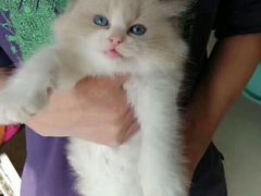-喵zoo家庭繁育猫舍(尖东智能花园店)