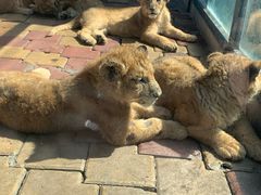 -大连森林动物园