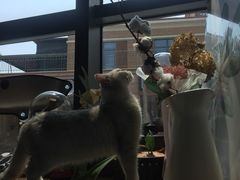 -吉丁鸟咖·异宠·寄养