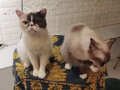 -平行世界·猫咖(首经贸店)