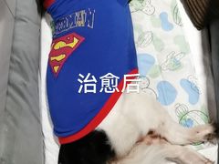 -瑞鹏宠物医院·爱宠堂·骨外专科(西荷分院)