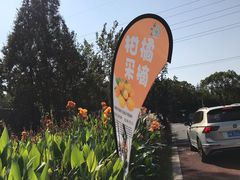 -前小桔亲子创意农场·草莓采摘·露营烧烤