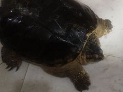 -醉美东江·三文鱼·烧鸡公
