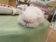 -MOYOYO猫咪咖啡店