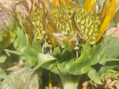 -昆山城市生态森林公园