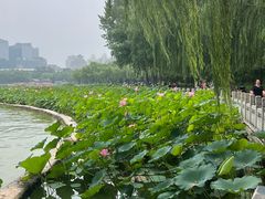 -莲花池公园