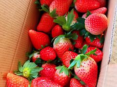 -恒绿农产品草莓采摘园