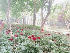 -仁和公园(顺义区)