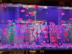 -九洲喜来登酒店湖月日餐厅