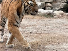 -上海野生动物园老虎餐厅