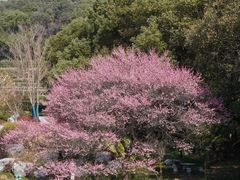 -中国茶叶博物馆(双峰馆区)
