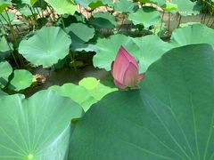 -苏州香山国际大酒店