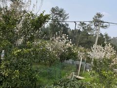 -樱桃山旅游景区