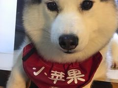 -Husky Go! 哈士奇体验馆·宠物咖啡厅狗咖