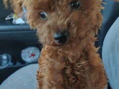 -宠福鑫康馨动物医院·骨科·眼科