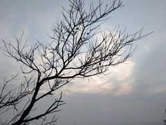 -小麦岛公园