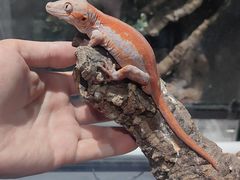 -酷以爬仙阁实体爬宠店·守宫·蜥蜴·专业繁育