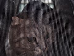 -中农大我爱我爱动物医院·核磁CT·猫病·24小时夜诊中心(石佛营店)