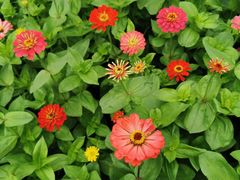 -大宁郁金香公园-停车场