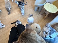 -有喵·猫咖·狗咖·30几只猫10只小狗(岗厦店)