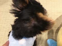 -逗柴咖啡屋·狗咖猫咖宠物桌游