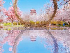 -古柏渡丰乐樱花园