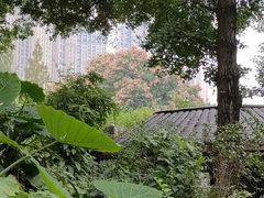 -成都市活水公园