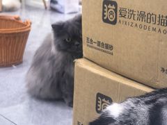 -爱洗澡的猫(天河路店)