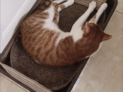 -艾贝尔宠物医院·宠保定点·超声绝育·免疫点(樱花路店)