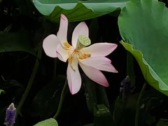 -荔湾湖公园