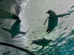 -珠海长隆海洋王国