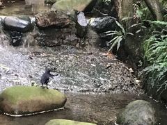 -十八棵（老龙井）御茶园(老龙井店)