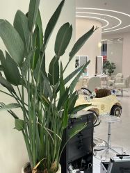 -PE SALON