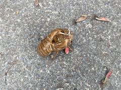 -三圣花乡旅游区