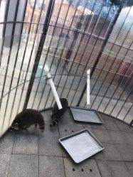 -萌宠亲子动物乐园(槐房万达店)